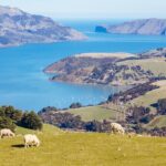 Akaroa & Giants House Garden tour ex Lyttelton (Shore Excursion) - Why This Tour Offers Great Value