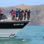 Akaroa Harbour 2-Hour Dolphin Nature Cruise - The Experience in Detail