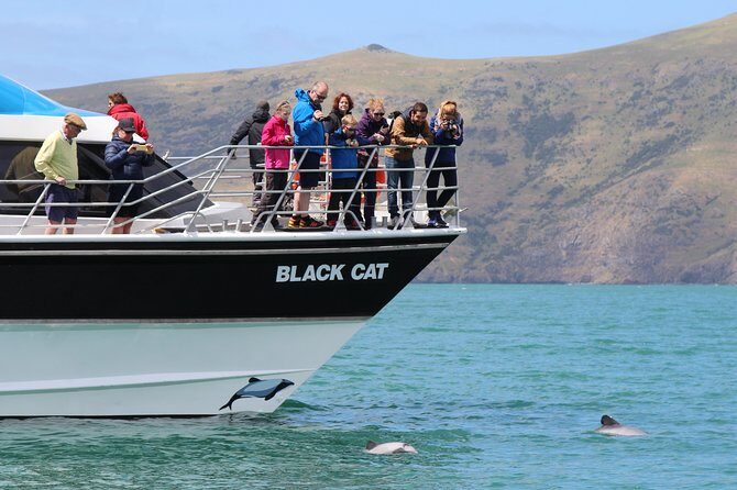 Akaroa Harbour Nature Cruise - The Experience’s Value