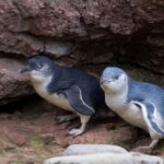 Akaroa: Pohatu Little Penguins 3-Hour Evening Experience - The Penguin Colony: A Close and Respectful Encounter