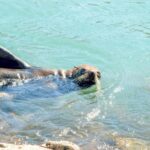 Akaroa: Pohatu Penguins Scenic Nature 2-Hour or 4-Hour Tour - An In-Depth Look at the Pohatu Penguins Scenic Nature Tour