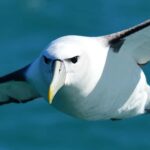 Akaroa: Scenic Coastline Wildlife Cruise - Why This Tour Works Best for: