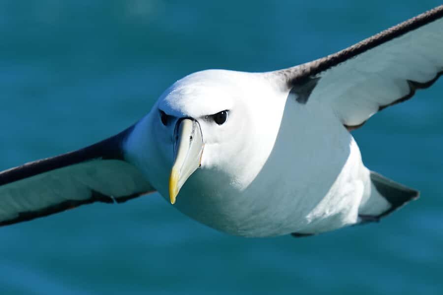 Akaroa: Scenic Coastline Wildlife Cruise - Why This Tour Works Best for: