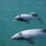 Akaroa: Wildlife Cruise with Dolphins and Penguins - Final Thoughts: Is It Worth It?