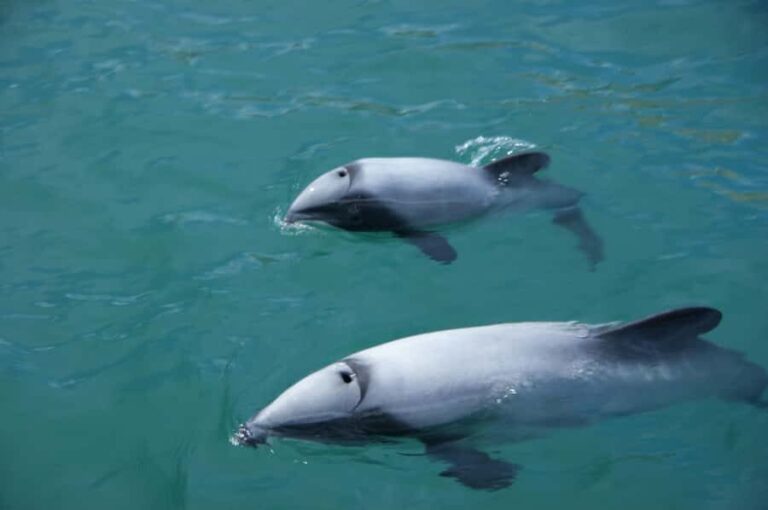Akaroa: Wildlife Cruise with Dolphins and Penguins - Final Thoughts: Is It Worth It?