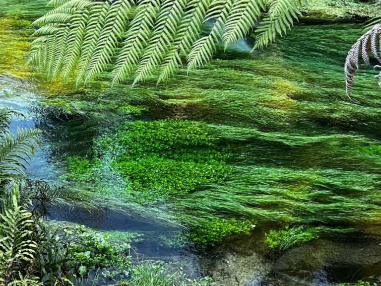 AKL: Te Puia Maori Haka, Kiwi Birds, Redwood & Blue Springs - What We Love About This Tour