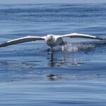 Albatross, seals, and sea birds-Wildlife Cruise - Final Thoughts