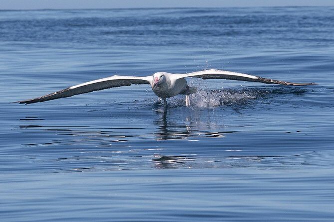 Albatross, seals, and sea birds-Wildlife Cruise - Final Thoughts