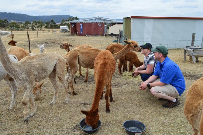 Alpaca Farm Tours with Toffeemont - The Itinerary in Detail