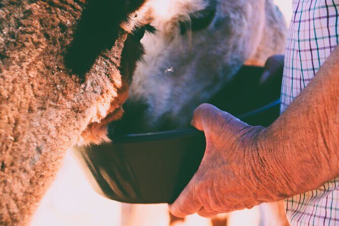 Alpaca Meet and Greet Experience in Peterborough - Authentic Reviews Speak Volumes