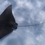 An Eagle Ray and Turtle Tour-Small Groups & Photography Included - What the Reviews Reveal