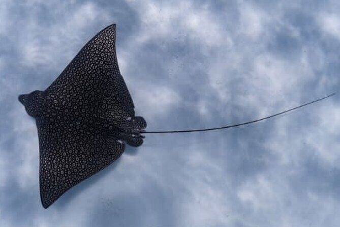 An Eagle Ray and Turtle Tour-Small Groups & Photography Included - What the Reviews Reveal