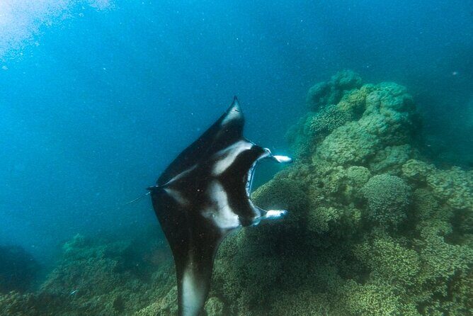 An Immersed Day in Bora Bora with O-sea - Why This Tour Offers Great Value