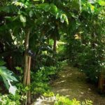 Ancient Tonga Cultur Tour 2hr Full Culture Tour - Value for Money