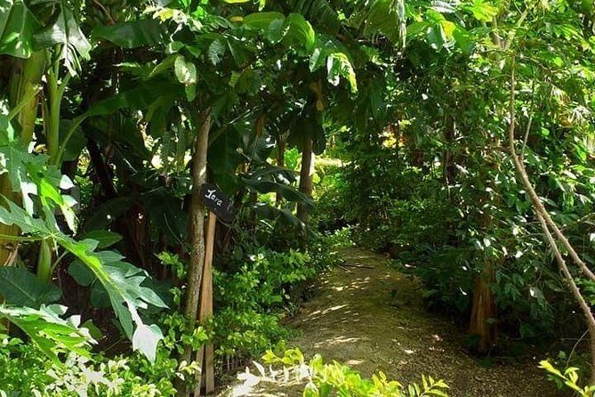 Ancient Tonga Cultur Tour 2hr Full Culture Tour - Value for Money