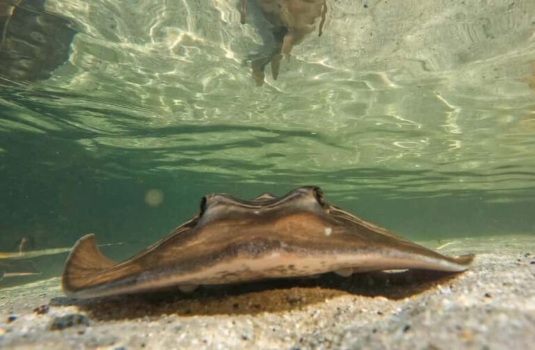 Anna Bay: Irukandji Entry + Coastal Currents Snorkel - The Experience in Detail