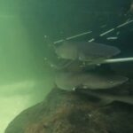 Anna Bay: Irukandji Entry Pass with Reef Shark Encounter - The Value of a Guided, Private Encounter