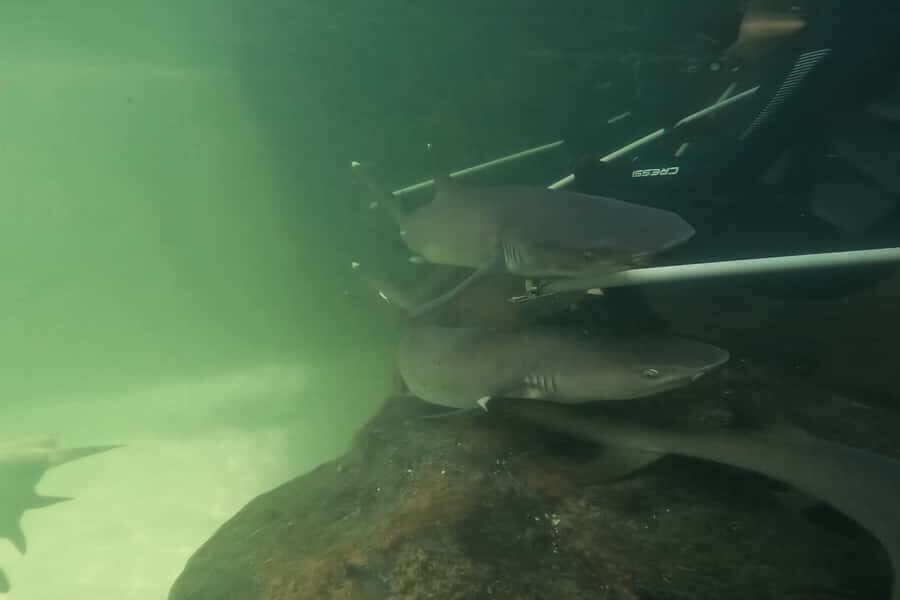 Anna Bay: Irukandji Entry Pass with Reef Shark Encounter - The Value of a Guided, Private Encounter