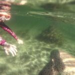 Anna Bay: Irukandji Entry with Zebra Shark Snorkel - An In-Depth Look at the Tour Experience