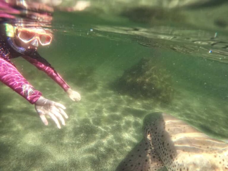 Anna Bay: Irukandji Entry with Zebra Shark Snorkel - An In-Depth Look at the Tour Experience