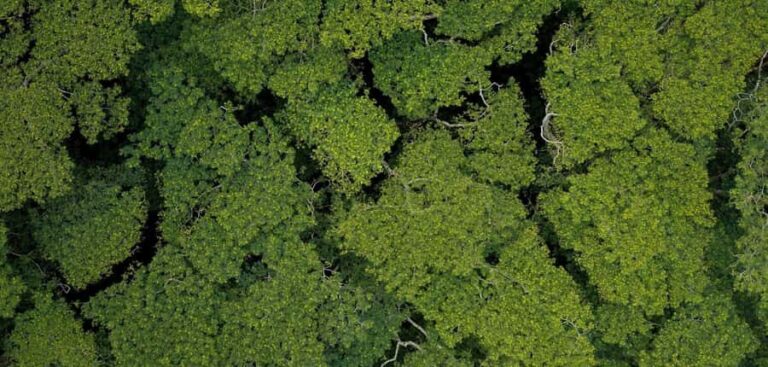 AOA Polynesian Forests - Tahiti Biodiversity Sanctuary Hike - The Itinerary and Key Highlights