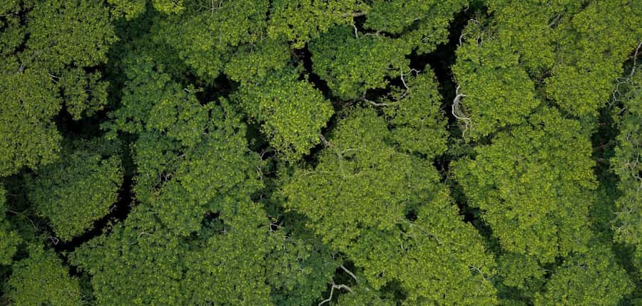 AOA Polynesian Forests - Tahiti Biodiversity Sanctuary Hike - The Itinerary and Key Highlights