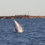AOC Whale Watching from Broome - Why This Tour Offers Real Value