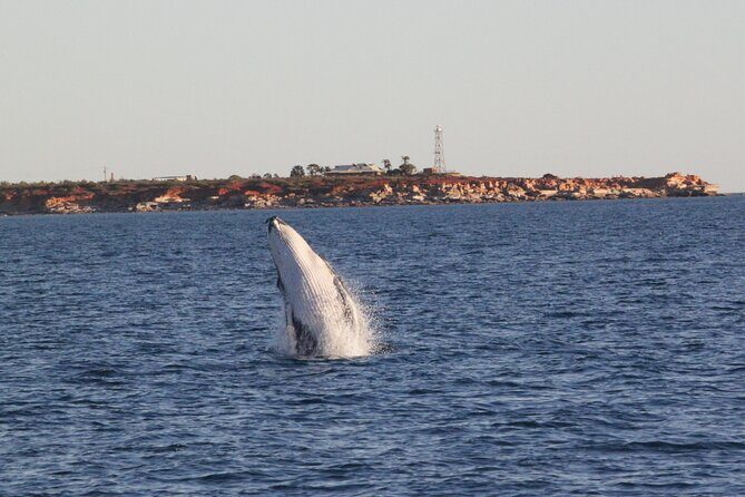 AOC Whale Watching from Broome - Why This Tour Offers Real Value