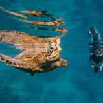 Ariki Adventures: Premium Sea Scooter Turtle Adventure - What to Expect During the Tour