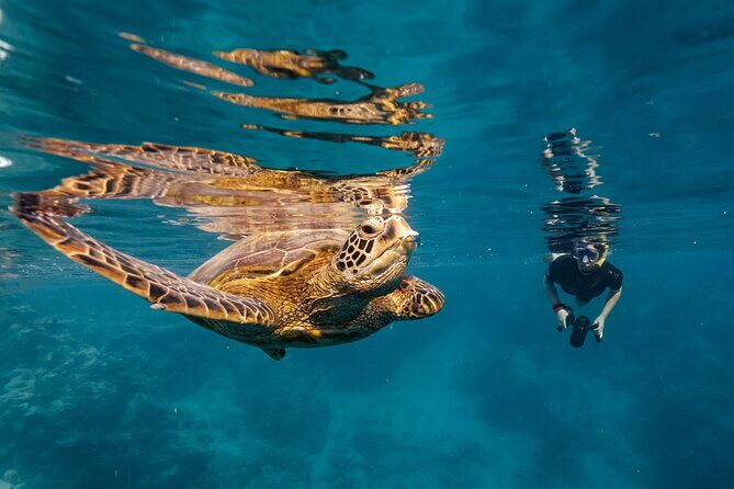 Ariki Adventures: Premium Sea Scooter Turtle Adventure - What to Expect During the Tour