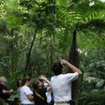 Atherton Tablelands Rain Forest by Night from Cairns - Key Points