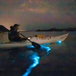 Auckland Bioluminescence Kayak Tour - Overall Impression