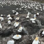 Auckland City and West Coast Black Sand Beach Full Day Tour - Practical Details and Value