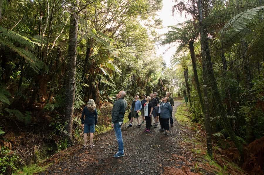 Auckland City, Beaches & Rainforest Premium Small Group Tour - Who Should Consider This Tour?