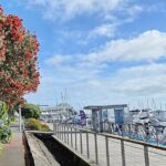 Auckland City Halfday Guide Tour - What Makes This Tour Stand Out?