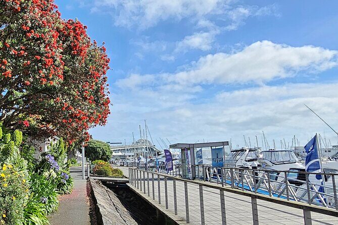 Auckland City Halfday Guide Tour - What Makes This Tour Stand Out?