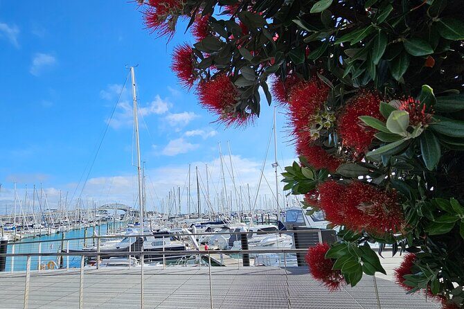 Auckland City Halfday Private Tour - Practical Considerations and Value
