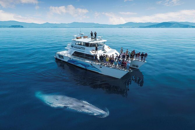 Auckland Dolphin and Whale Watching Eco-Safari Cruise - Who Will Love This Tour?