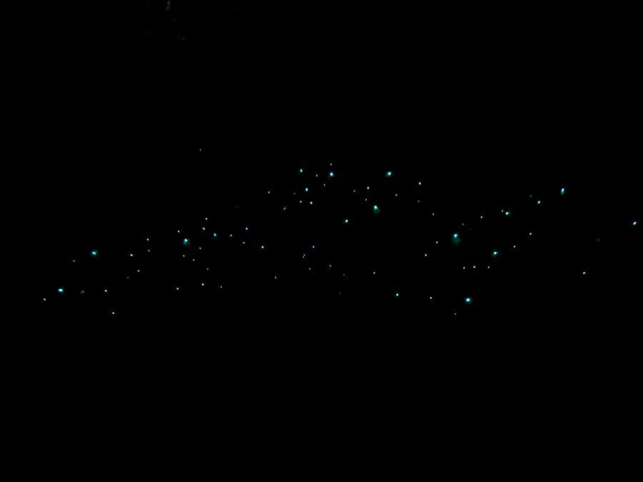 Auckland: Inner-City Glowworm Experience in Ancient Volcano - What Makes This Tour Special?