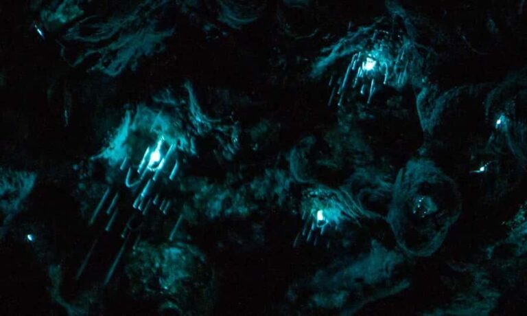 Auckland North Shore Glowworm Tour - An In-Depth Look at the Auckland North Shore Glowworm Tour