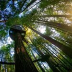 Auckland: Rotorua Highlights w Redwoods Treewalk & Hot Tubs - Practicalities and Value