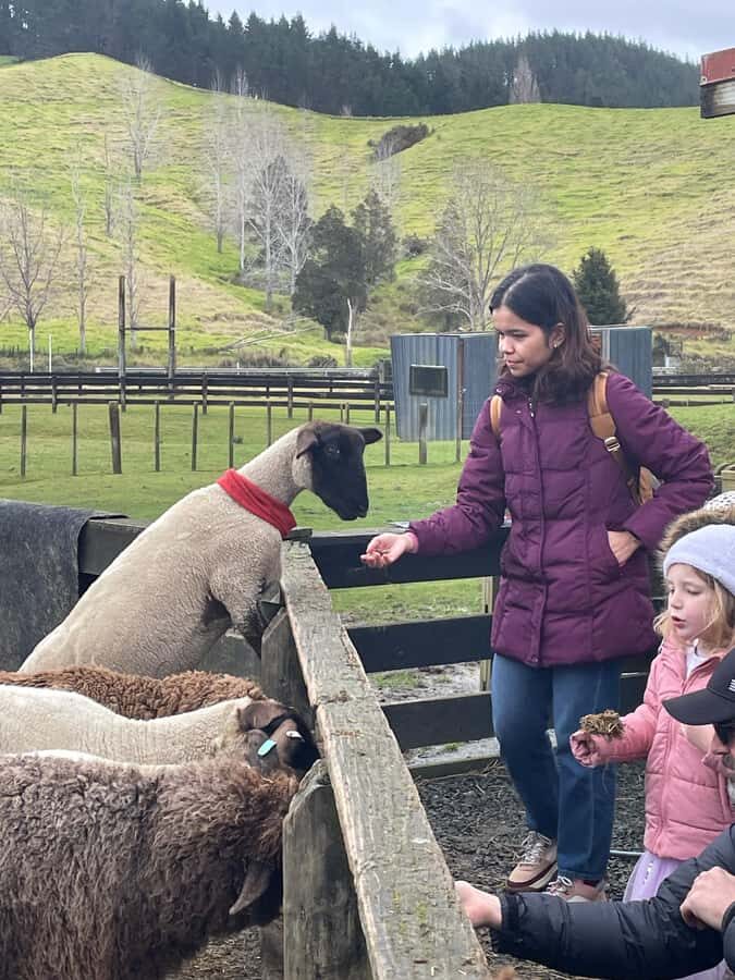 Auckland: Sheepworld, Honey Centre, & Kauri Trail Tour - Who Would Enjoy This Tour?