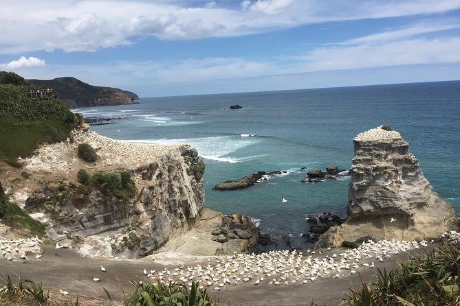 Auckland Sights Exclusive 4 Hour Luxury Day Tour - What This Means for You