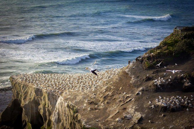 Auckland Sights Exclusive 8 Hour Luxury Day Tour - What Makes This Tour Stand Out?