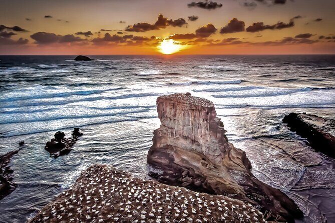 Auckland Thermal Pool and Muriwai Beach Sunset Day tour - Authentic Insights from Reviews