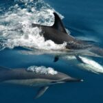 Auckland: Tikapa Moana Whales, Dolphins and Islands Cruise - The Value of the Tour