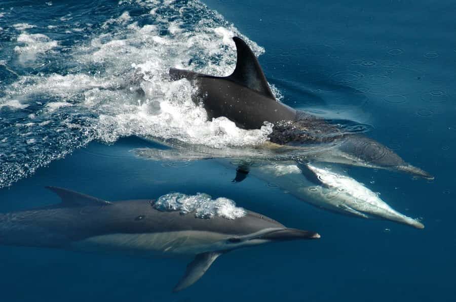 Auckland: Tikapa Moana Whales, Dolphins and Islands Cruise - The Value of the Tour