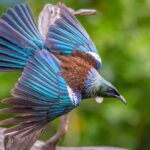 Auckland: Tiritiri Matangi Island Ferry - Practical Details and Tips