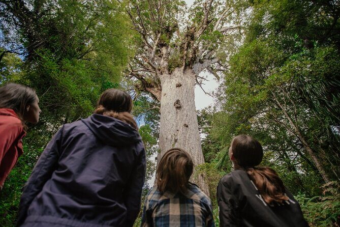 Auckland to Paihia via West Coast Small Group Tour (One Way) - What’s Included and What’s Not