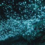 Auckland: Waitomo Caves & Te Puia Rotorua w Picnic Lunch - First Stop: Waitomo Glowworm Caves